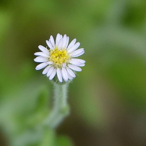 Purple Fuzzweed (Vittadinia cuneata)