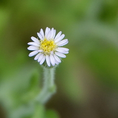Vittadinia cuneata, photograph (c) Max Campbell, some rights reserved (CC BY)