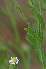 Vittadinia cuneata, photograph (c) Max Campbell, some rights reserved (CC BY)