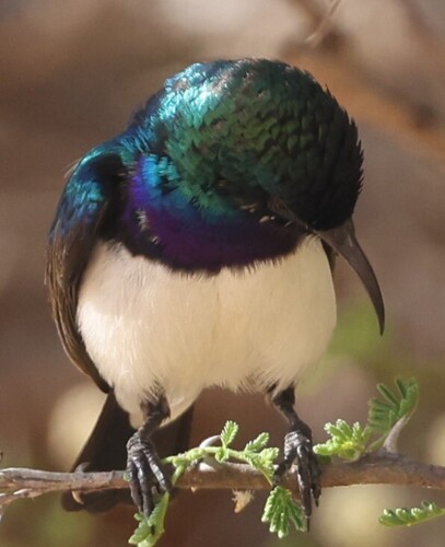 Variable Sunbird