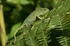 Furcifer willsii