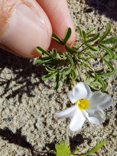 Fringe Sorrel (Oxalis ciliaris)