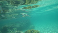 Sepioteuthis lessoniana