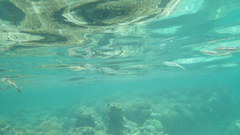 Sepioteuthis lessoniana