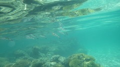 Sepioteuthis lessoniana