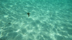 Sepioteuthis lessoniana