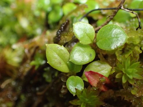 Beadplant willowherb (Epilobium nerterioides)