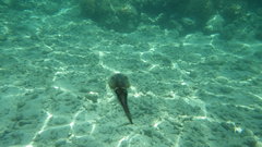 Sepioteuthis lessoniana