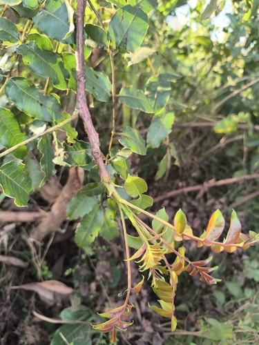 marula (Sclerocarya birrea)