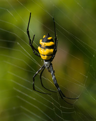 Argiope coquereli