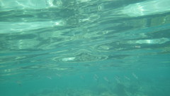Sepioteuthis lessoniana