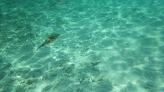 Sepioteuthis lessoniana