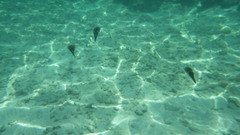 Sepioteuthis lessoniana