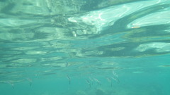 Sepioteuthis lessoniana