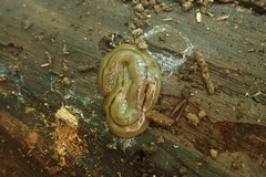 Bipalium pennsylvanicum