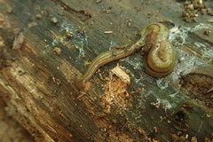 Bipalium pennsylvanicum