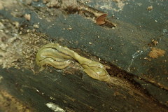 Bipalium pennsylvanicum