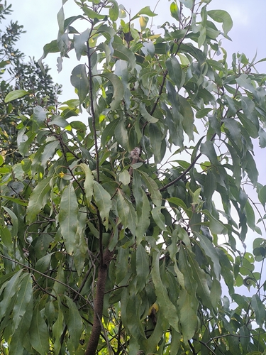 Willow beechwood (Faurea saligna)