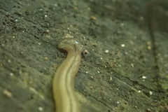 Bipalium pennsylvanicum