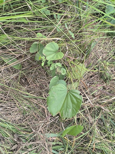 Bauhinia Thonningii (Piliostigma thonningii)