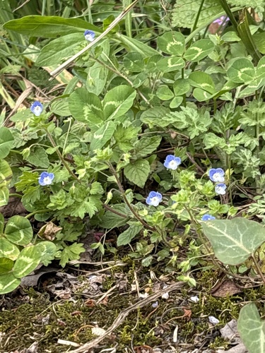 bird's-eye speedwell
