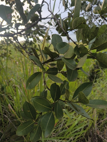 Water Pear (Syzygium guineense)
