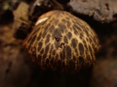 Bolbitius muscicola