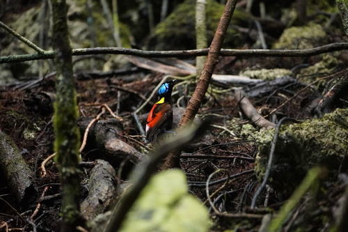 Wilson's Bird-of-paradise (Diphyllodes respublica), photo 7