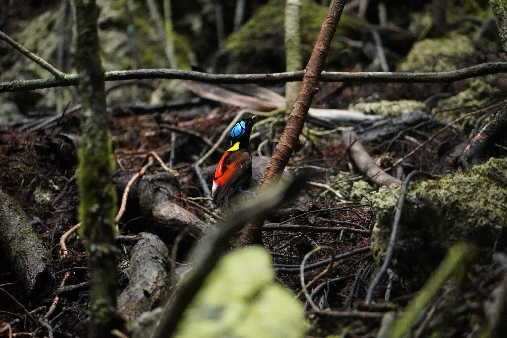 Wilson's Bird-of-paradise (Diphyllodes respublica), photo 10