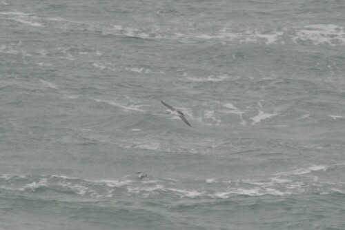 Manx Shearwater (Puffinus puffinus), photo 6