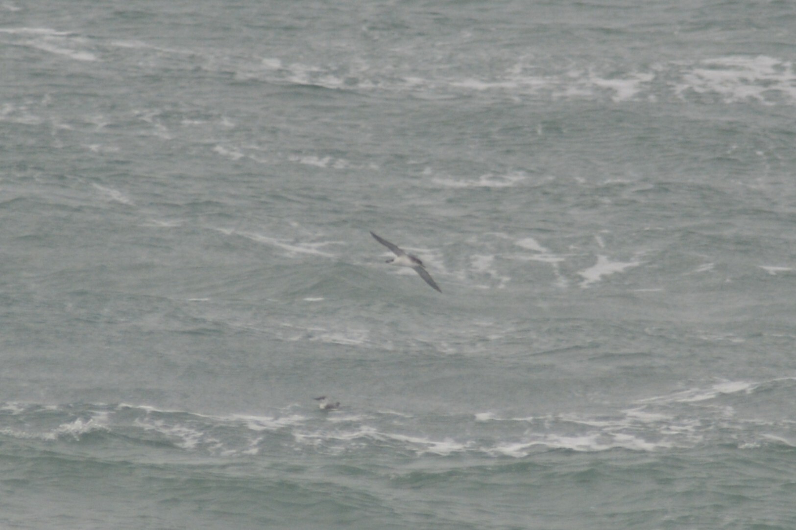 Manx Shearwater (Puffinus puffinus), photo 6