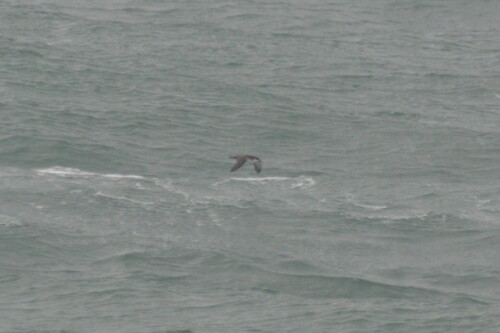 Manx Shearwater (Puffinus puffinus), photo 7