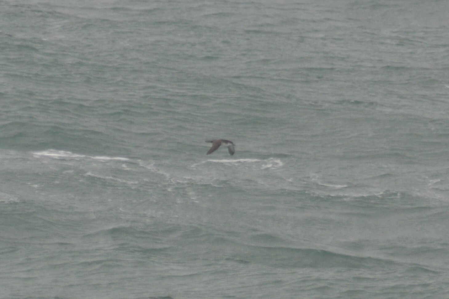 Manx Shearwater (Puffinus puffinus), photo 7