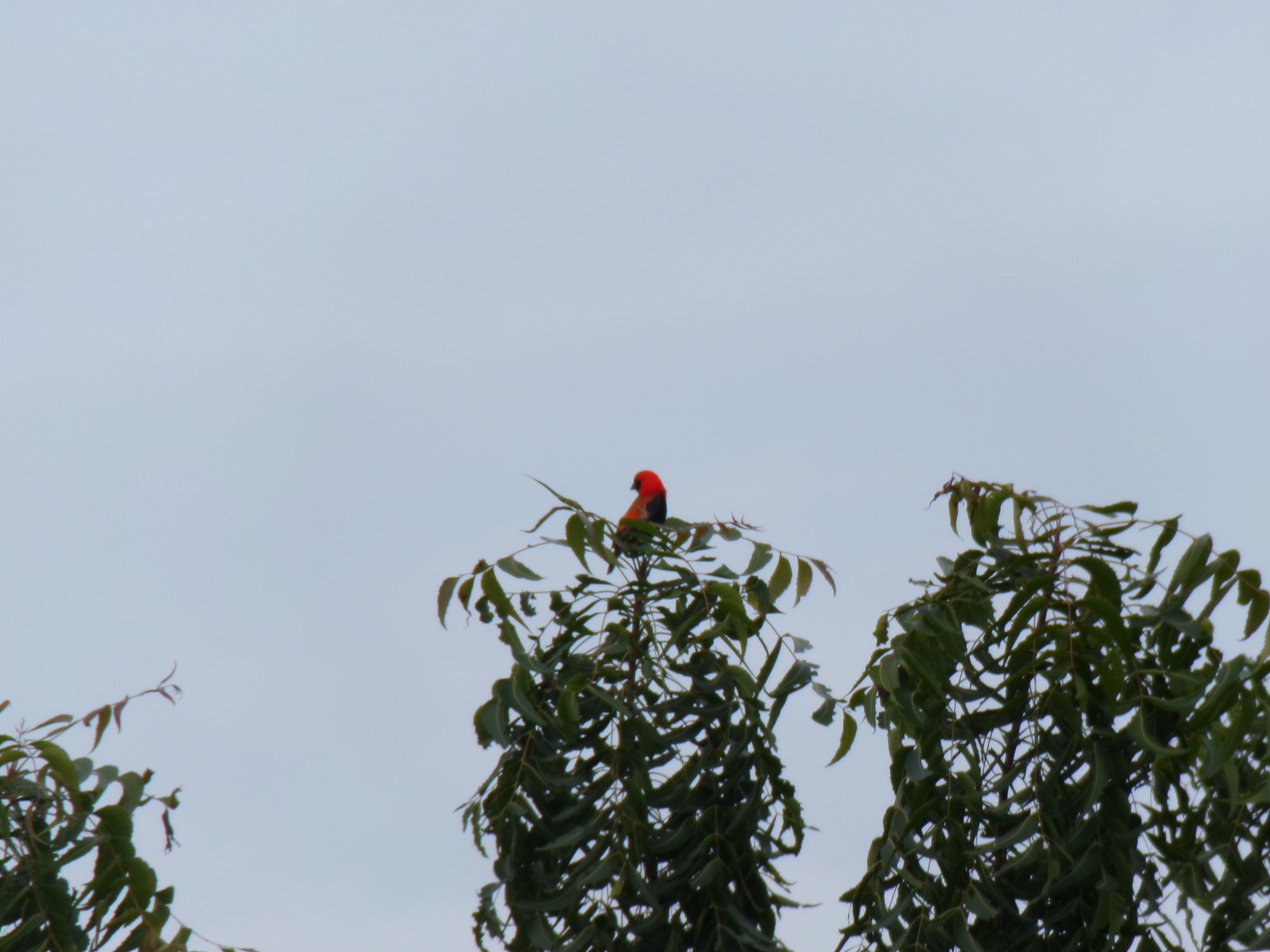 Black-winged Red Bishop (Euplectes hordeaceus), photo 4