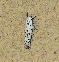 Ethmia bittenella