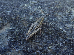 Sigaus australis