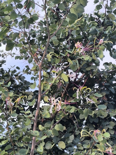 White Bauhinia (Bauhinia petersiana)
