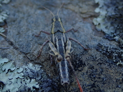 Sigaus australis