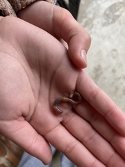 Lumbricus terrestris