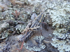 Sigaus australis