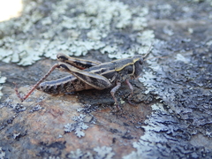 Sigaus australis