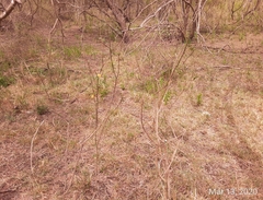 Wissadula parvifolia