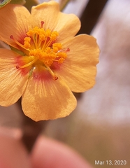 Wissadula parvifolia