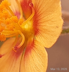 Wissadula parvifolia