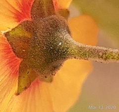 Wissadula parvifolia