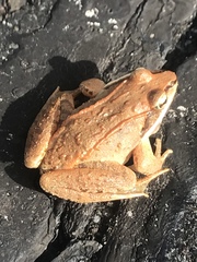 Lithobates sylvaticus