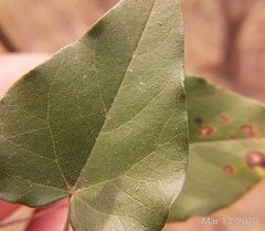 Wissadula parvifolia