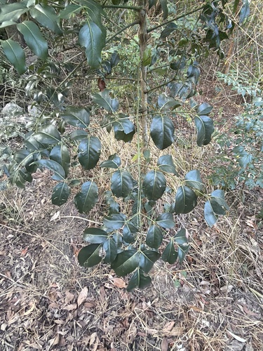 celery wood (Polyscias elegans)