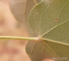 Wissadula parvifolia