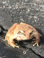 Lithobates sylvaticus